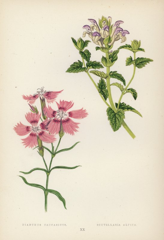 Dianthus Caucasicus; Scutellaria Alpina (farge litho) av English School