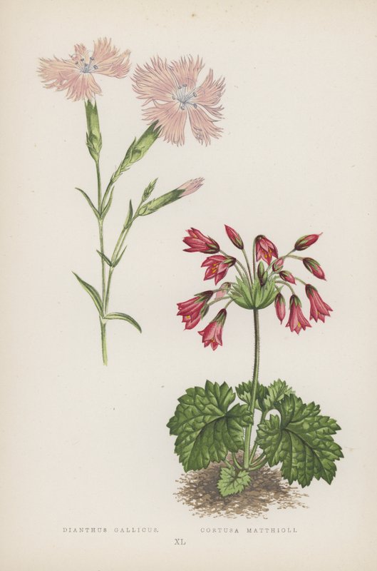 Dianthus Gallicus; Cortusa Matthioli (farge litho) av English School