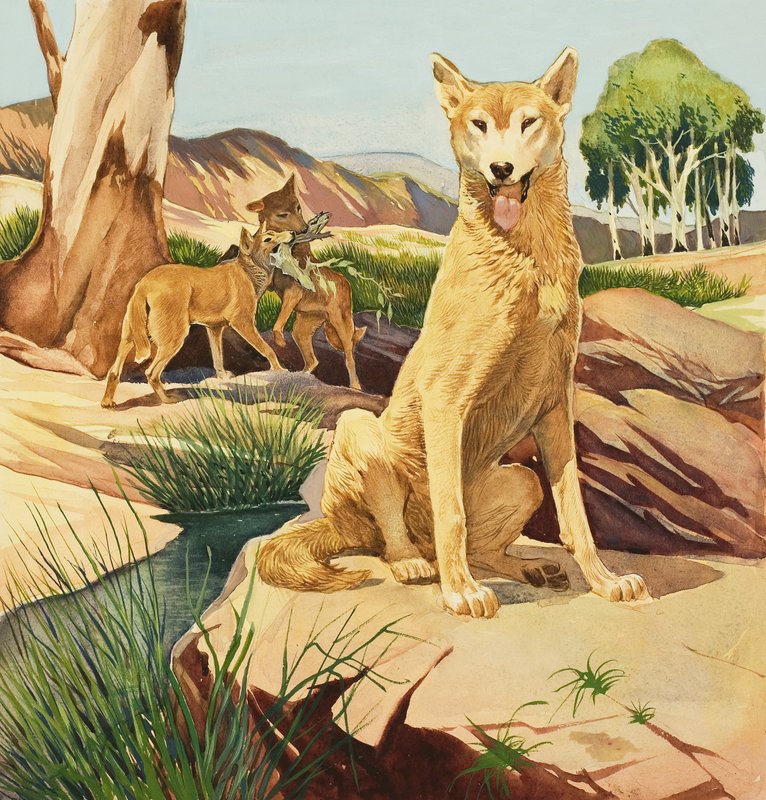 Dingo av English School