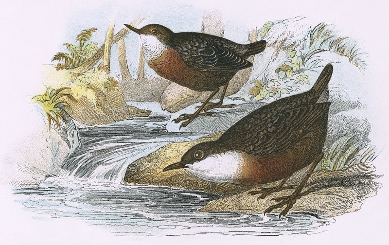 Dipper av English School