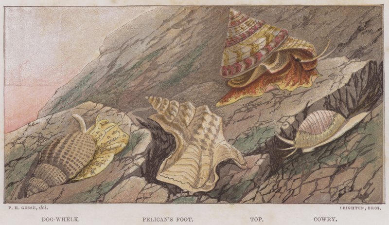 Hundesnegl, Pelikanfot, Topp, Cowry (farge litho) av English School