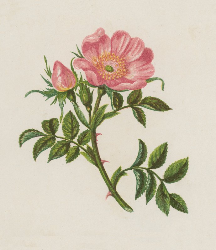 Dog Rose, Rosa Canina (farge litho) av English School