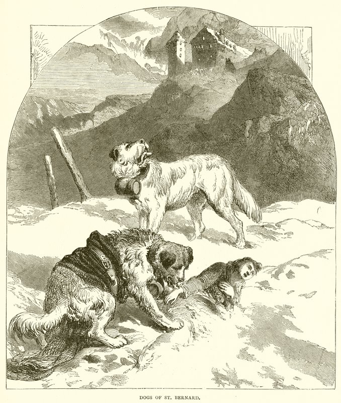 St. Bernards hunder av English School