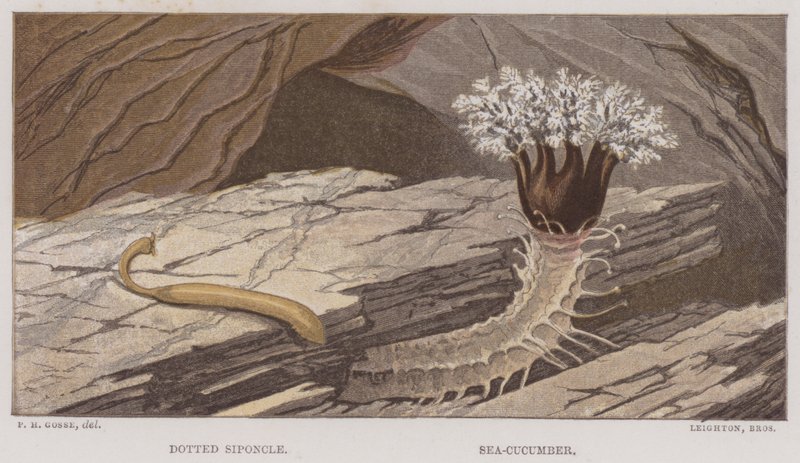 Stikket siponkel, sjøagurk (farge litho) av English School