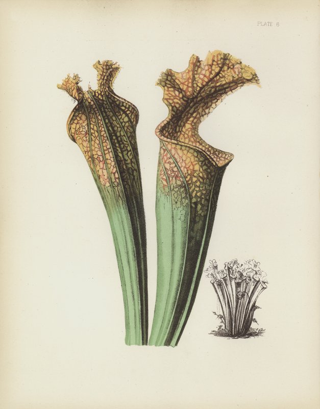Drummonds Side-Saddle Flower, Sarracenia Drummondii av English School