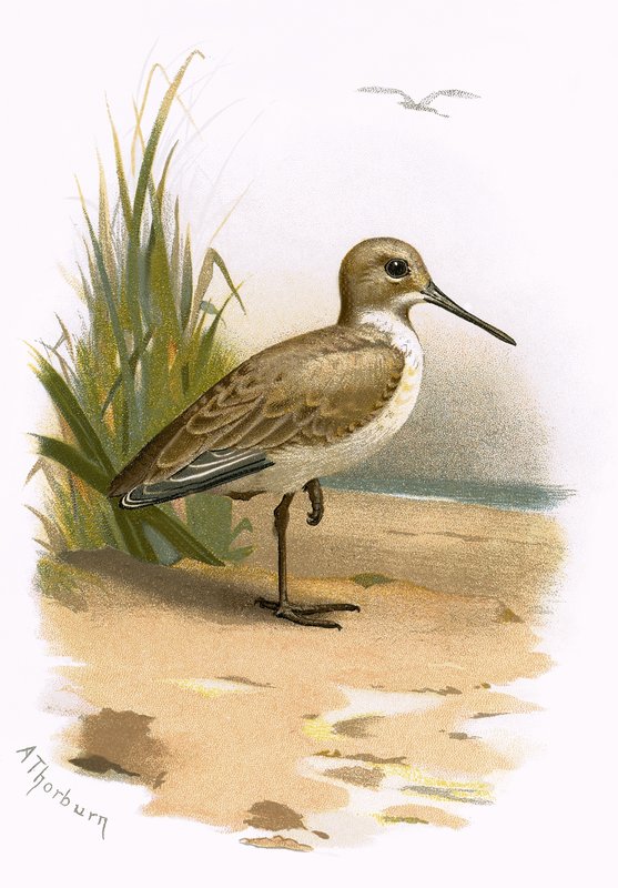 Dunlin av English School