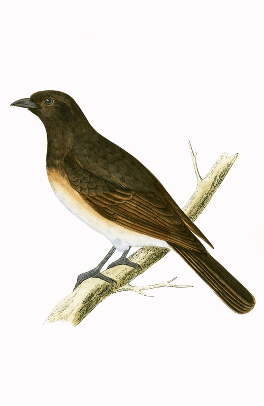 Dusky Ixos, illustrasjon fra 