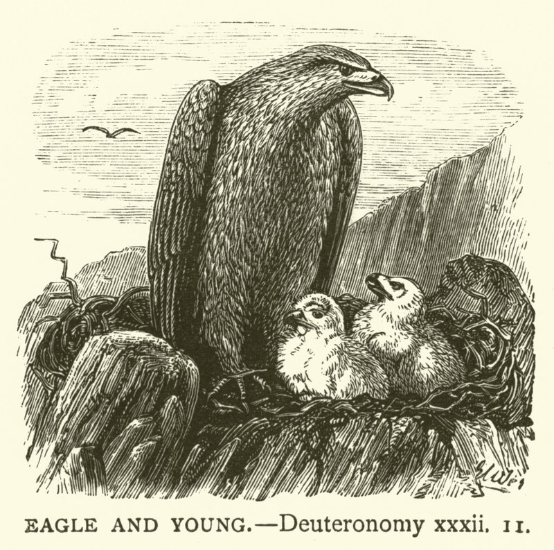 Ørn og unge, 5 Mosebok, xxxii av English School