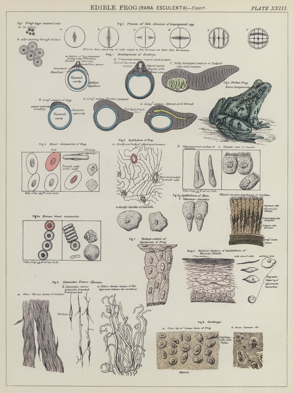 Spiselig frosk, Rana Esculenta (farge litho) av English School