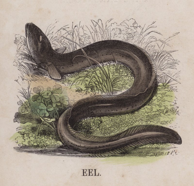 Ål (farget gravering) av English School