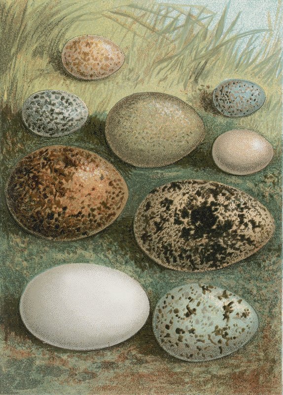 Egg av English School