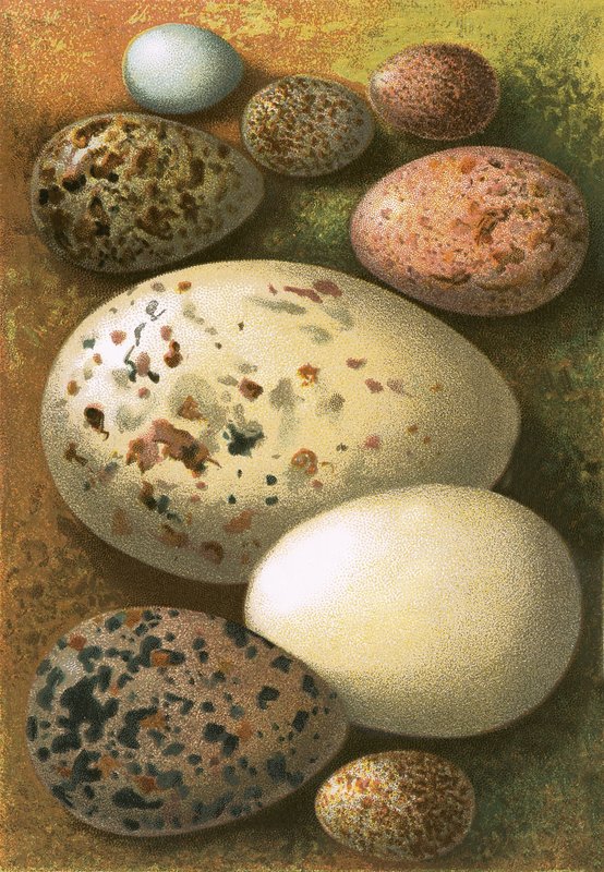 Egg av English School