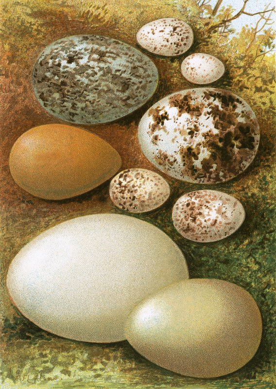 Egg av English School