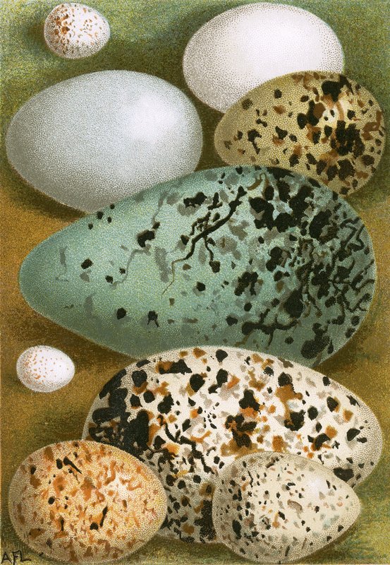 Egg av English School
