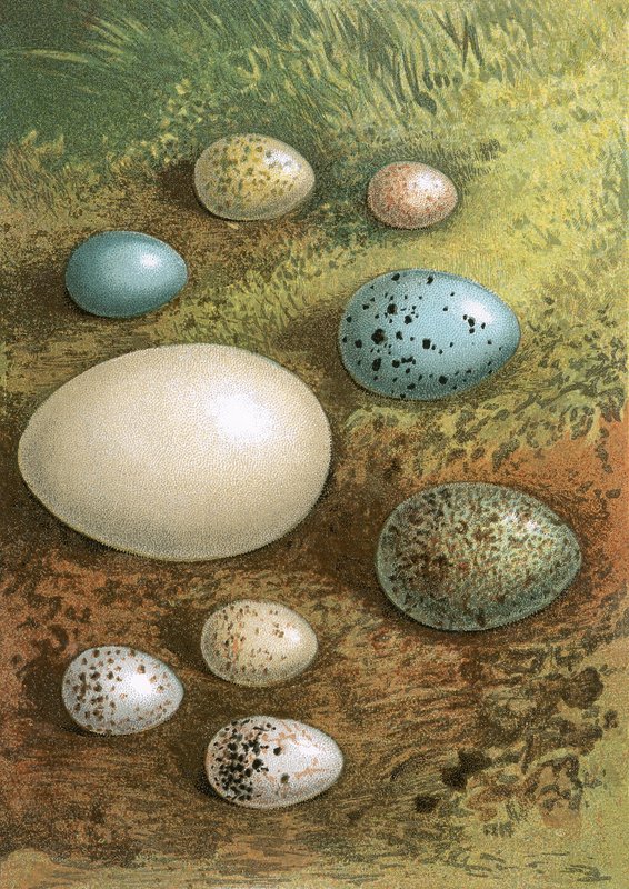 Egg av English School