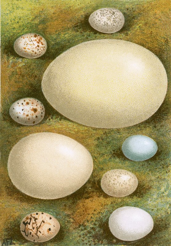 Egg av English School
