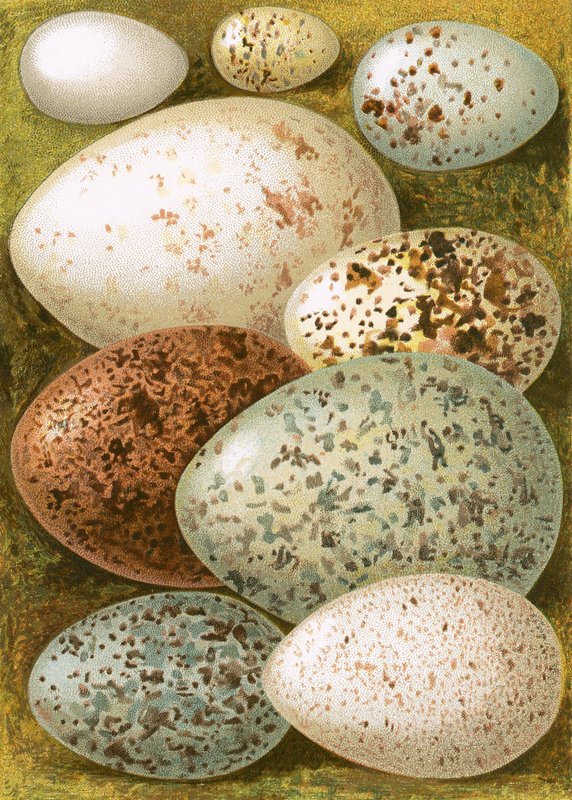 Egg av English School