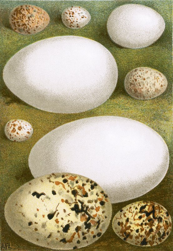 Egg av English School