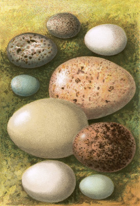 Egg av English School