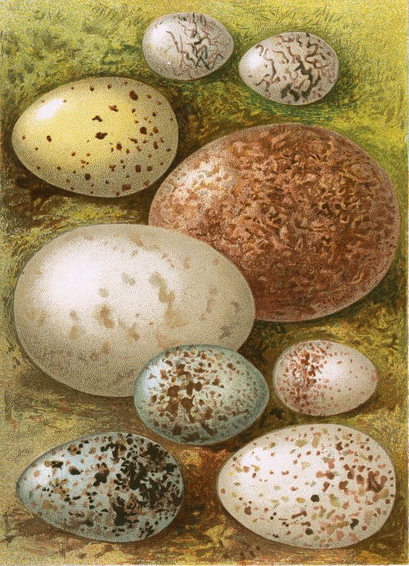Egg av English School