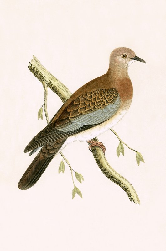 Egyptian Turtle Dove, illustrasjon fra 