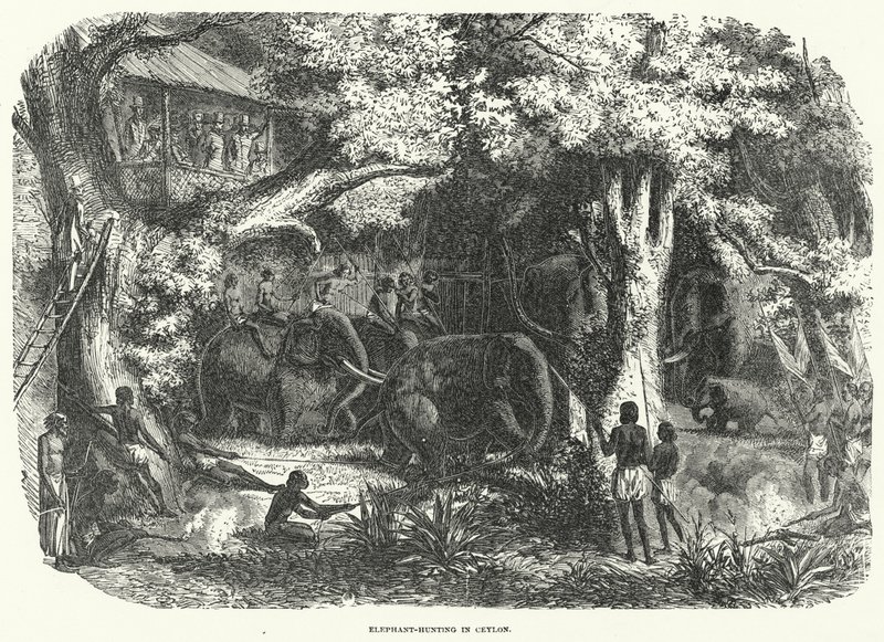 Elefantjakt på Ceylon (gravering) av English School