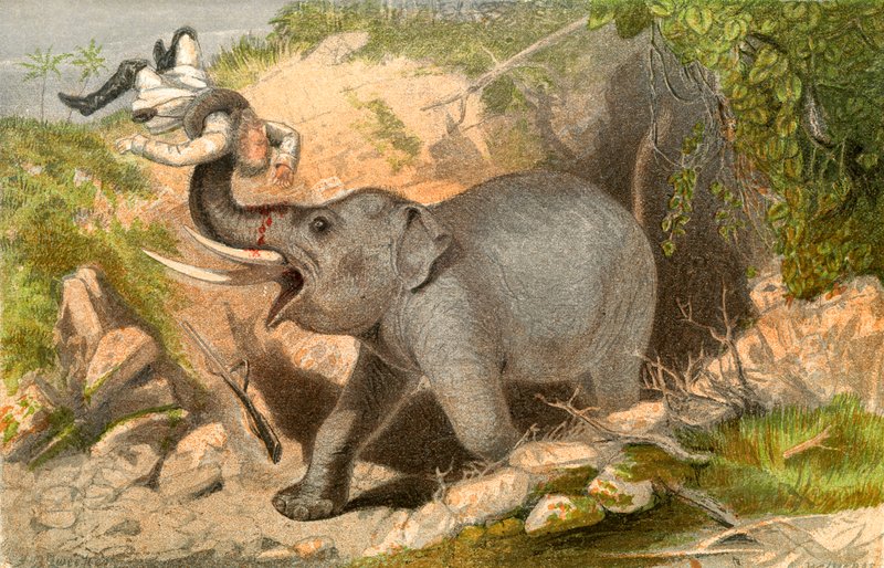 Elefantjeger av English School