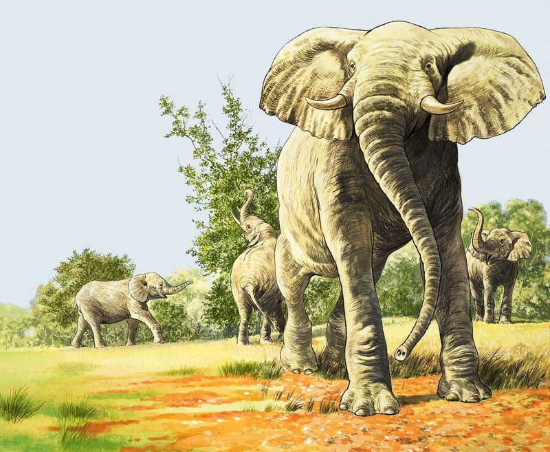 Afrikas elefanter, illustrasjon fra «Naturens eventyrland» av English School