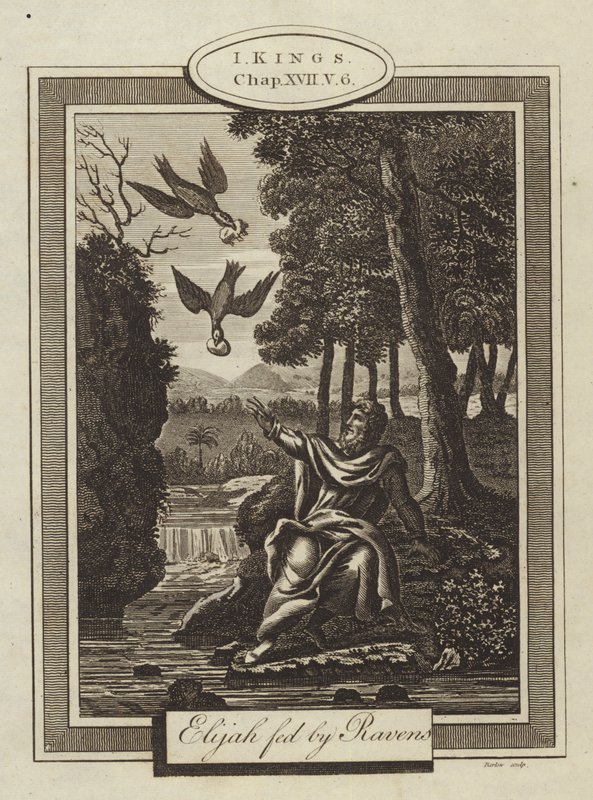 Elijah fed by Ravens, I Kings, Chapter XVII, Verse 6 (engraving)   1326646   no       norwegian Successfully Translated  Original: Creeping Juniper Juniperus horizontalis, 1918. Translat: Creeping Juniper Juniperus horizontalis, 1918. 1141884 no norwegian  av English School
