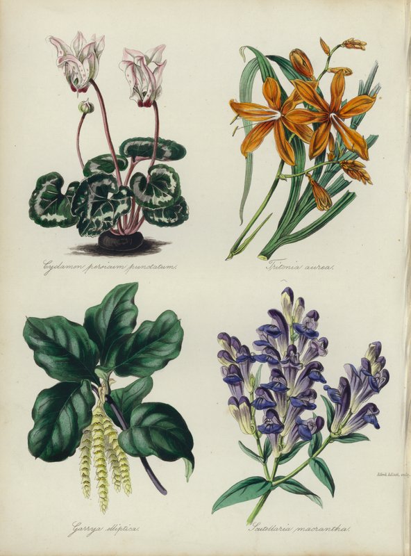 Engelsk blomsterhage: Cyclamen persicum punctatum, Tritonia aurea, Garrya elliptica, Scutellaria macrantha (farge litho) av English School