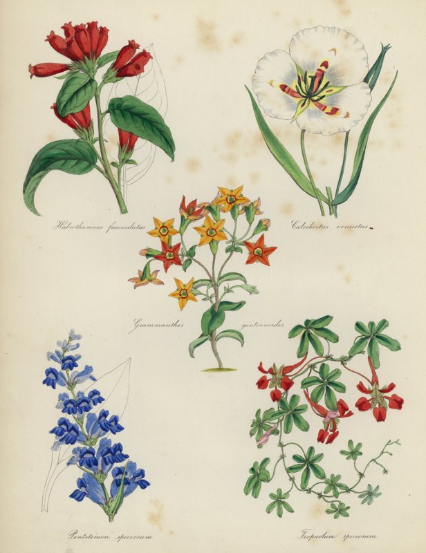 Engelsk blomsterhage: Habrothamnus fasciculatus, Calochortus venustus, Grammanthes gentianoides, Pentstemon speciosum, Tropaeolum speciosum av English School