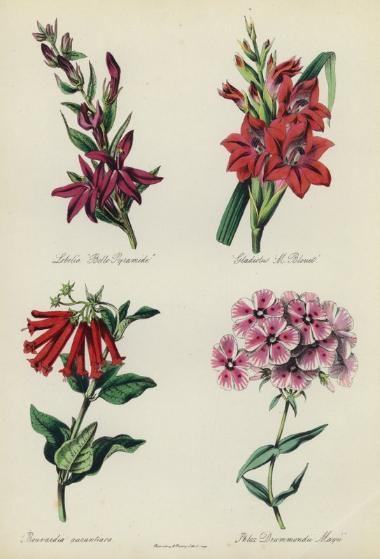 Engelsk blomsterhage: Lobelia "Belle Pyramide", Gladiolus "M Blouet", Bouvardia aurantiaca, Phlox Drummondii Mayii av English School