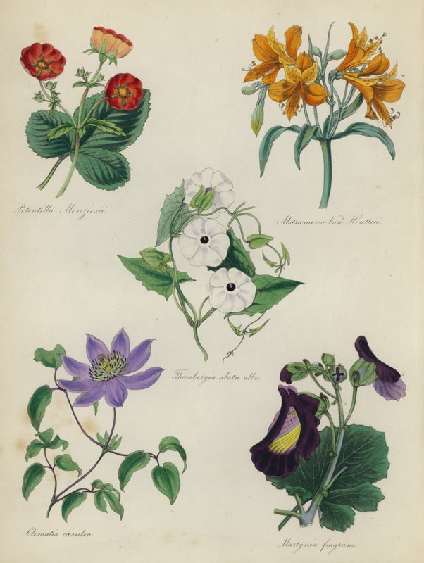 Engelsk blomsterhage: Potentilla Menziesii, Alstraemeria Van Houtteii, Thunbergia alata alba, Clematis blue, Martynia fragrans av English School