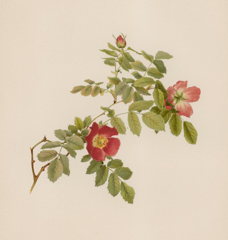 Engelsk Rose av English School