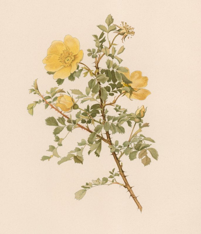 Engelsk Rose av English School