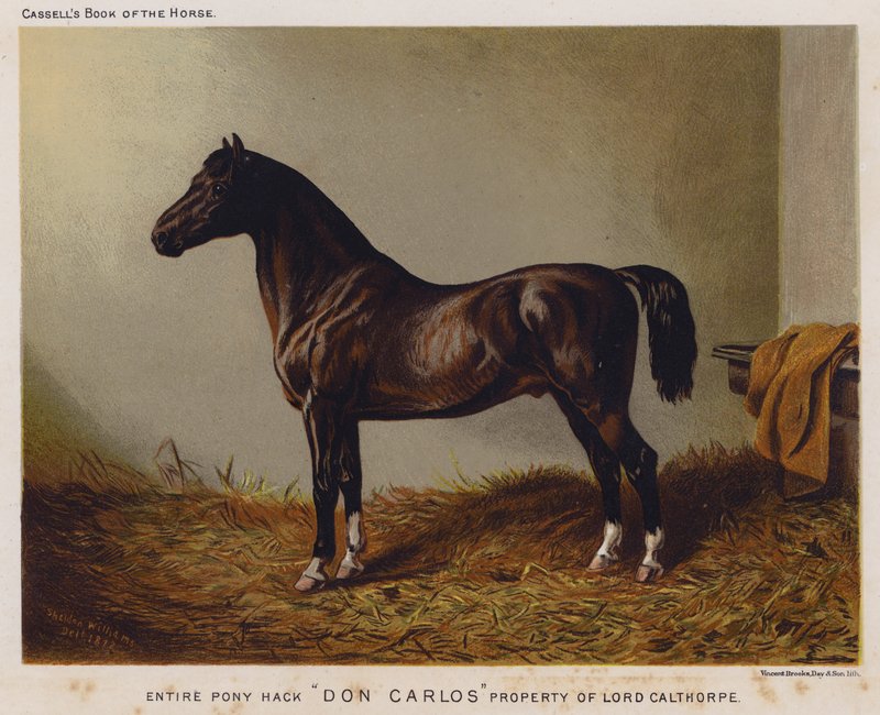 Hele ponnihack "Don Carlos," eiendom til Lord Calthorpe (farge litho) av English School