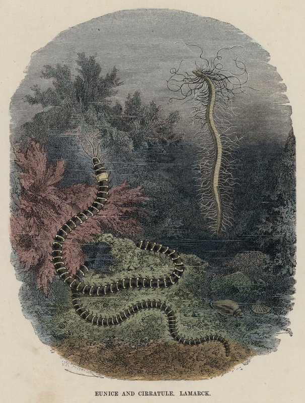 Eunice og Cirratule, Lamarck (farget gravering) av English School