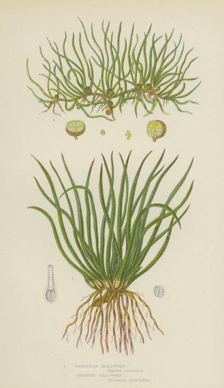 European Quillwort, Creeping Pill-Wort (farge litho) av English School