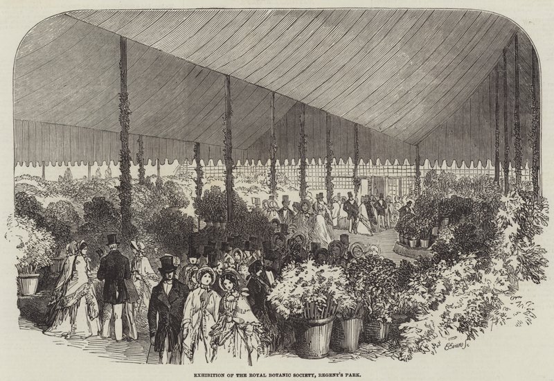 Utstilling av Royal Botanic Society, Regent's Park (gravering) av English School