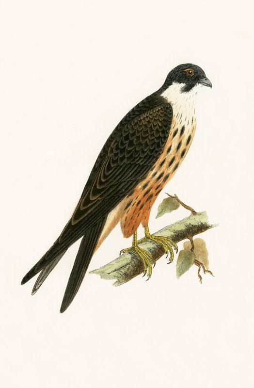 Falco Eleonorae, illustrasjon fra 'A History of the Birds of Europe Not Observed in the British Isles' av Charles Robert Bree (1811-86), utgitt 1867 av English School
