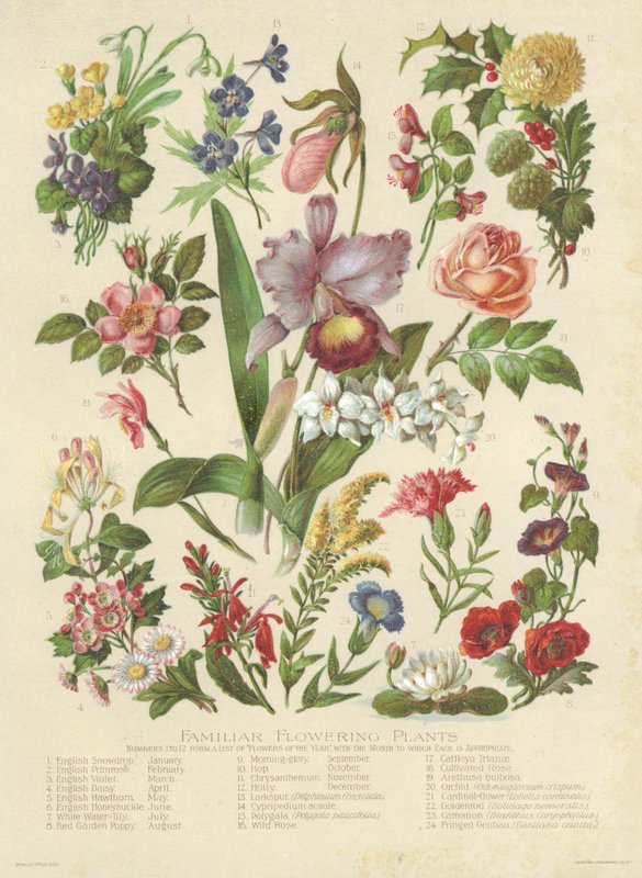 Kjente blomstrende planter (farge litho) av English School
