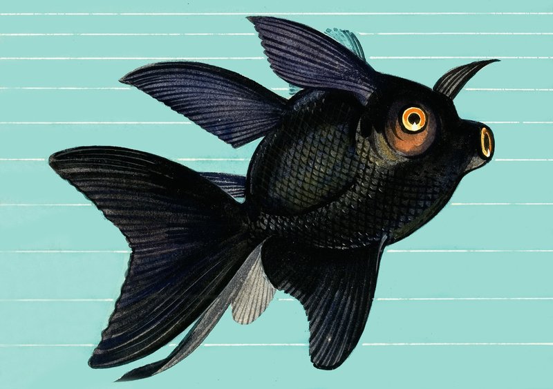 Fantail Blackmoor av English School