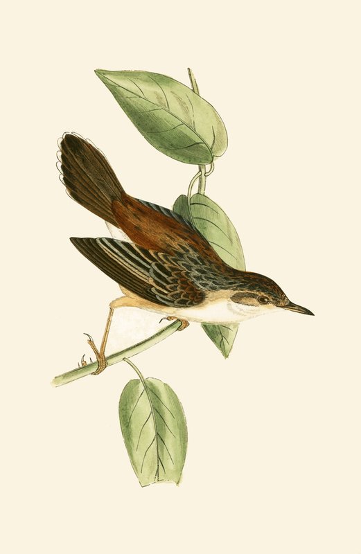 Fantail Warbler, illustrasjon fra 