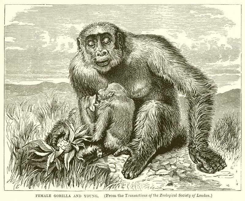 Kvinnelige Gorilla og Young av English School