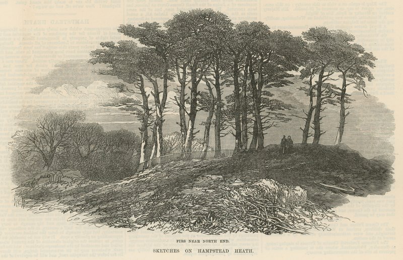 Graner nær nordenden, Hampstead Heath av English School