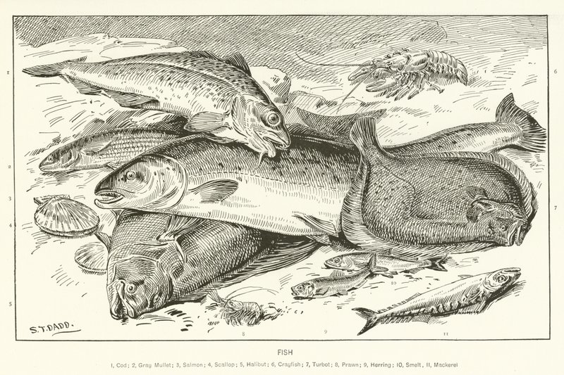 Fisk av English School