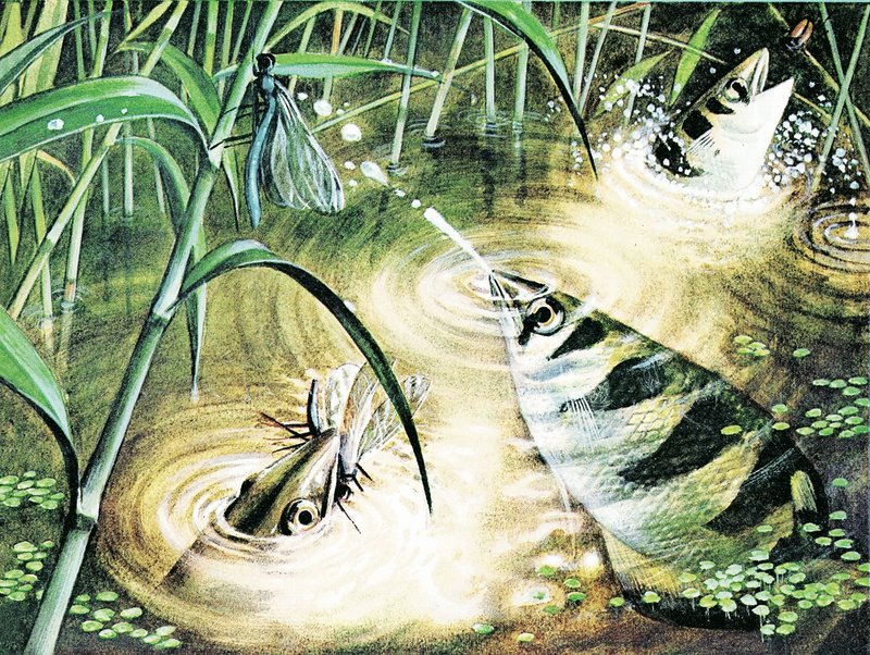 Fisk som skyter kuler -- buefisken bruker vann som ammunisjon av English School