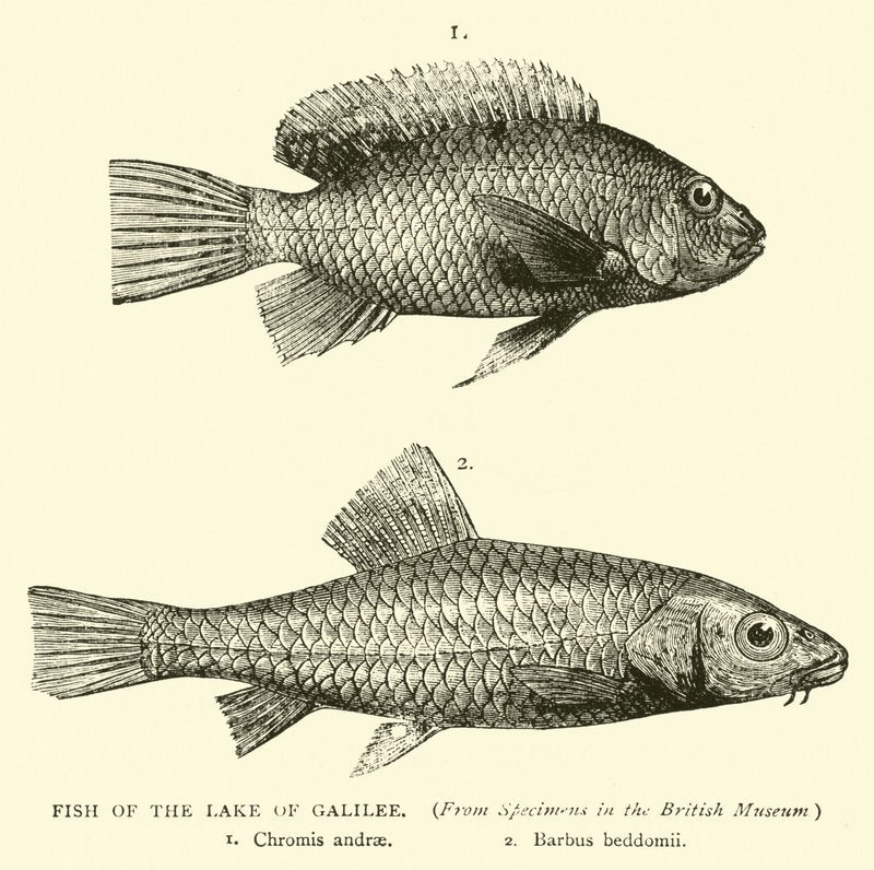 Fisk fra Galileasjøen av English School