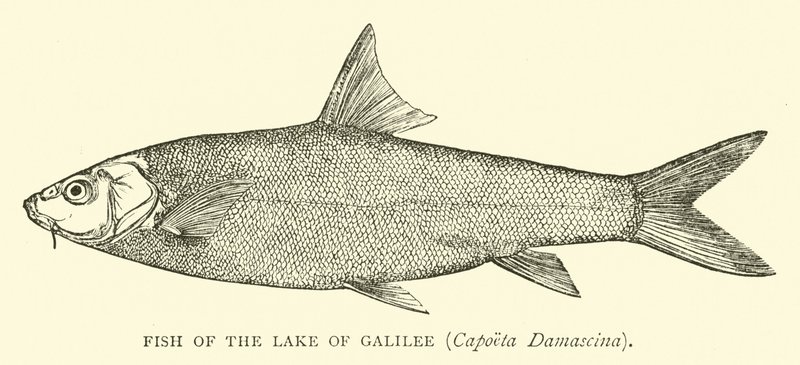 Fisk fra innsjøen Galilea, Capoeta Damascina av English School