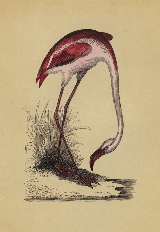 Flamingo (farge litho) av English School